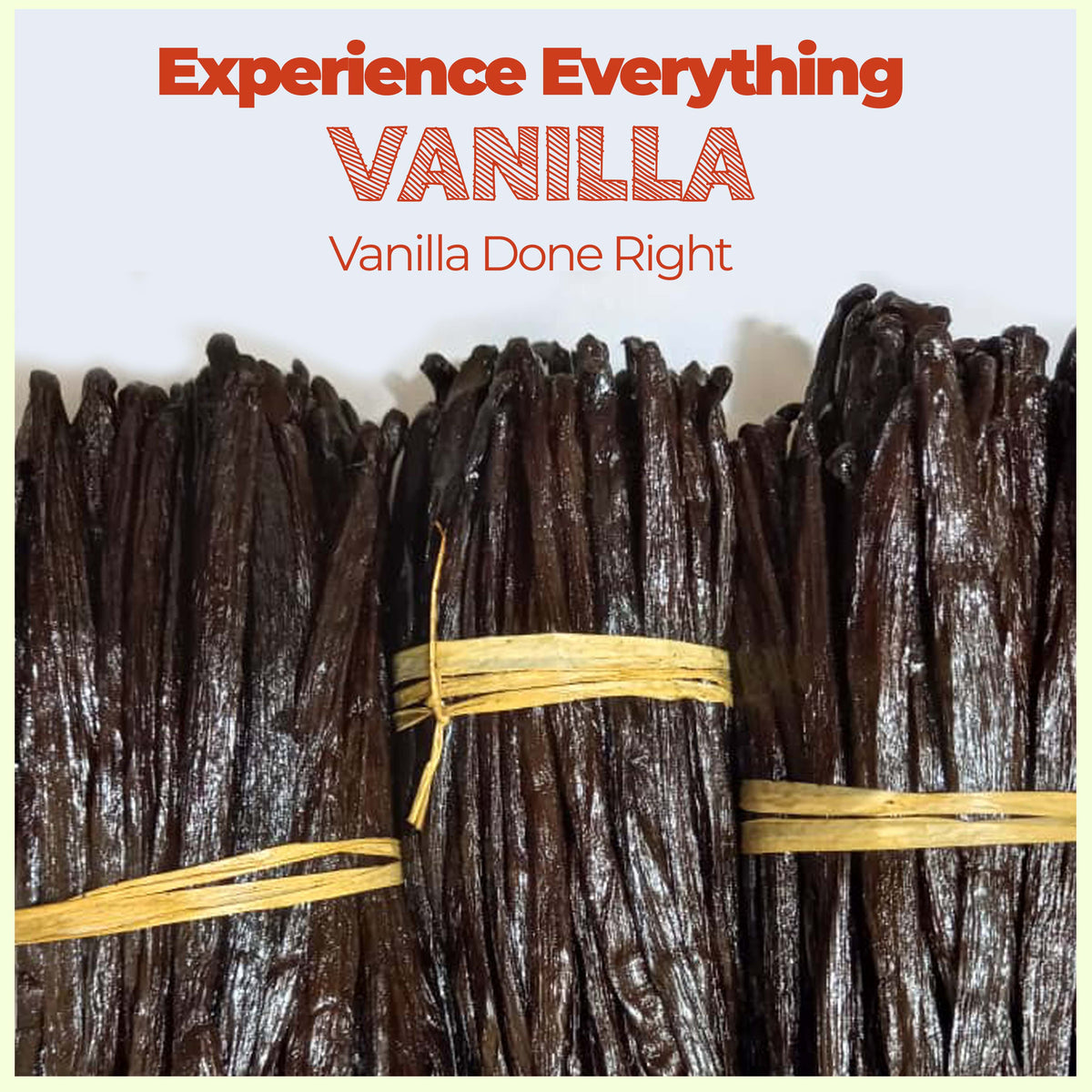 Premium Vanilla Bean Pods – Bulk 1 lb from NY Vanilla