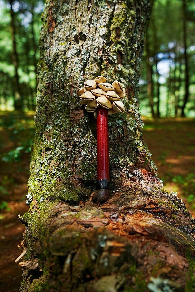 Handmade Chacha Oleander Seed Pod Wooden Handle Shaker – Rainforest Rhythm Instrument