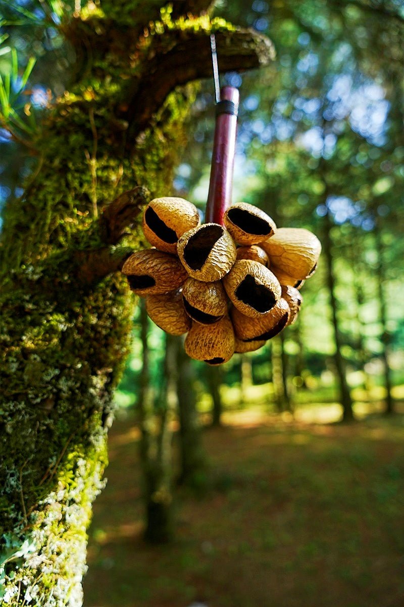 Handmade Panji White Fruit Seed Pod Wooden Handle Shaker – Natural Rhythm