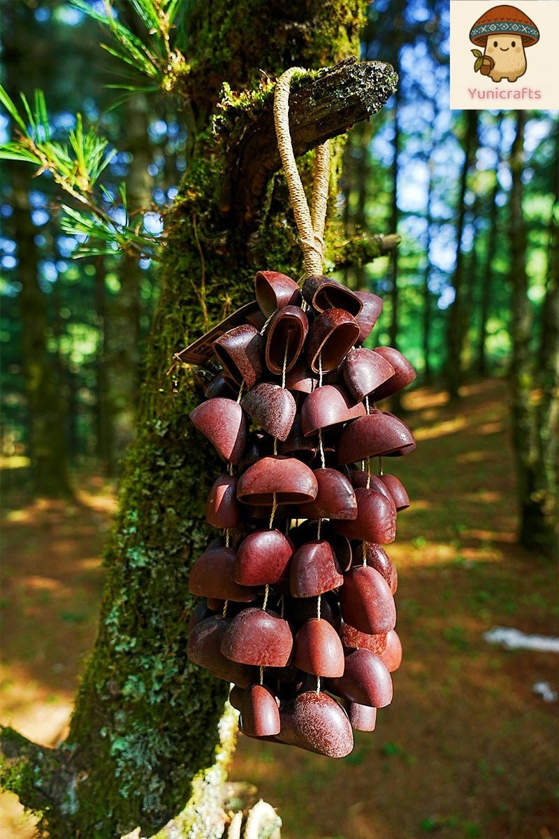 Seed Shaker | Handmade Juju Duckfoot Vine Seed Shell Hand Bell – Natural Rainforest Sound Decor