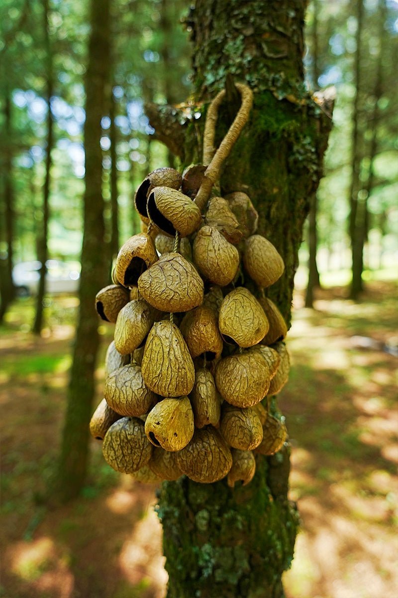 Seed Shaker | Handmade Panji White Fruit Seed Shell Hand Bell – Natural Rainforest Sound Decor