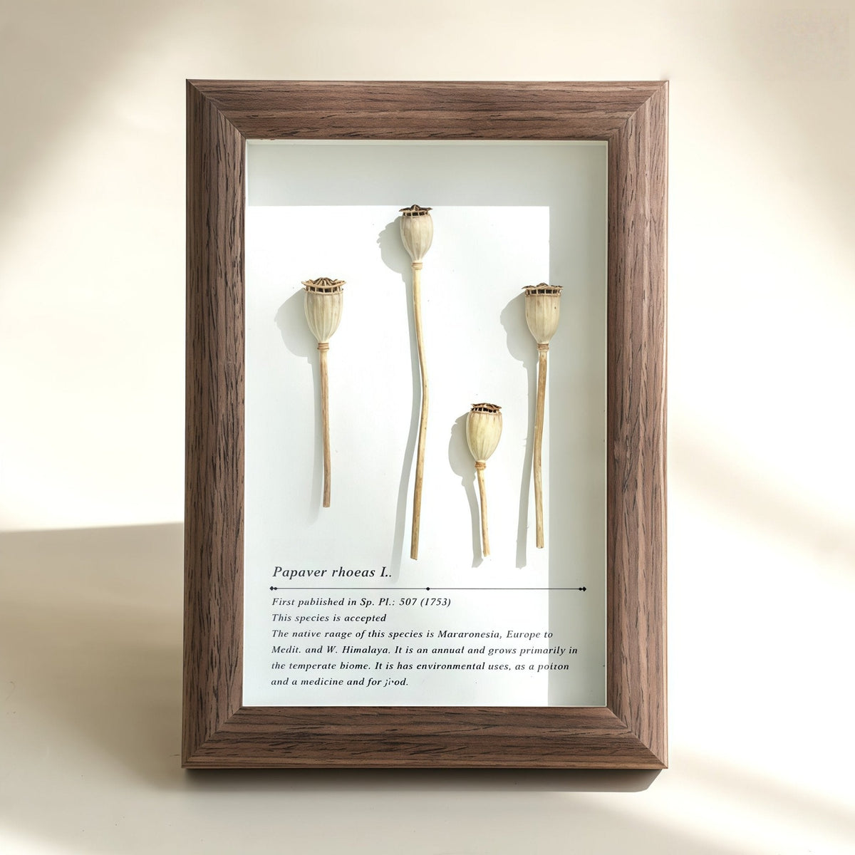 "The Landscape Garden" - Real Preserved Flower Shadow Box (Panoramic Desk Decor)