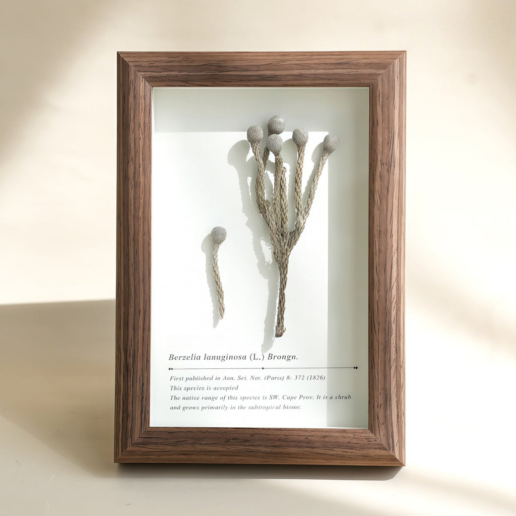 "The Landscape Garden" - Real Preserved Flower Shadow Box (Panoramic Desk Decor)