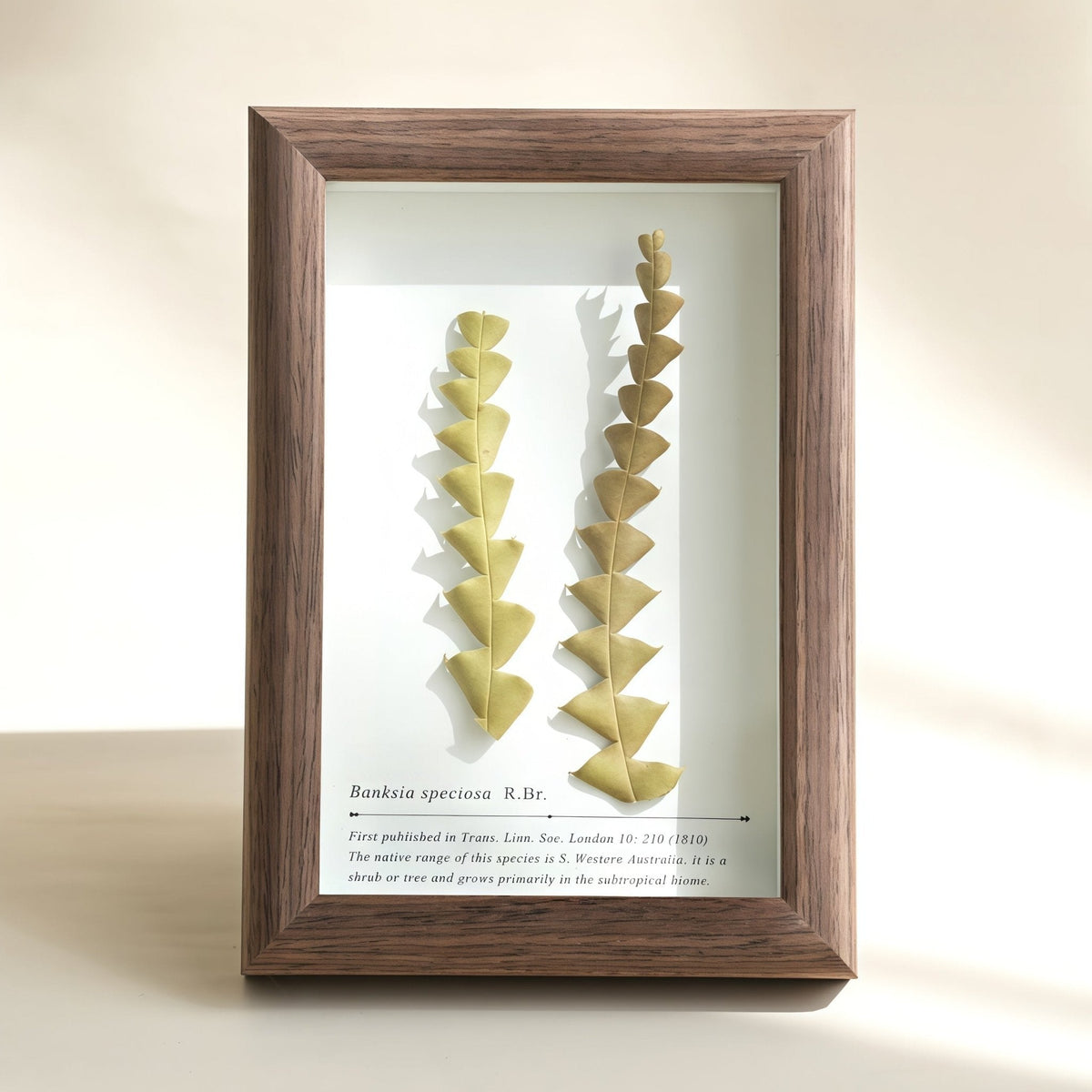 "The Landscape Garden" - Real Preserved Flower Shadow Box (Panoramic Desk Decor)