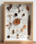 "The Rainforest Seed Vault" - Real Tropical Specimen Shadow Box Art (Square / A4 / A3)