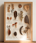 "The Rainforest Seed Vault" - Real Tropical Specimen Shadow Box Art (Square / A4 / A3)