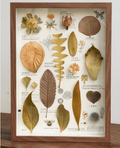 "The Rainforest Seed Vault" - Real Tropical Specimen Shadow Box Art (Square / A4 / A3)